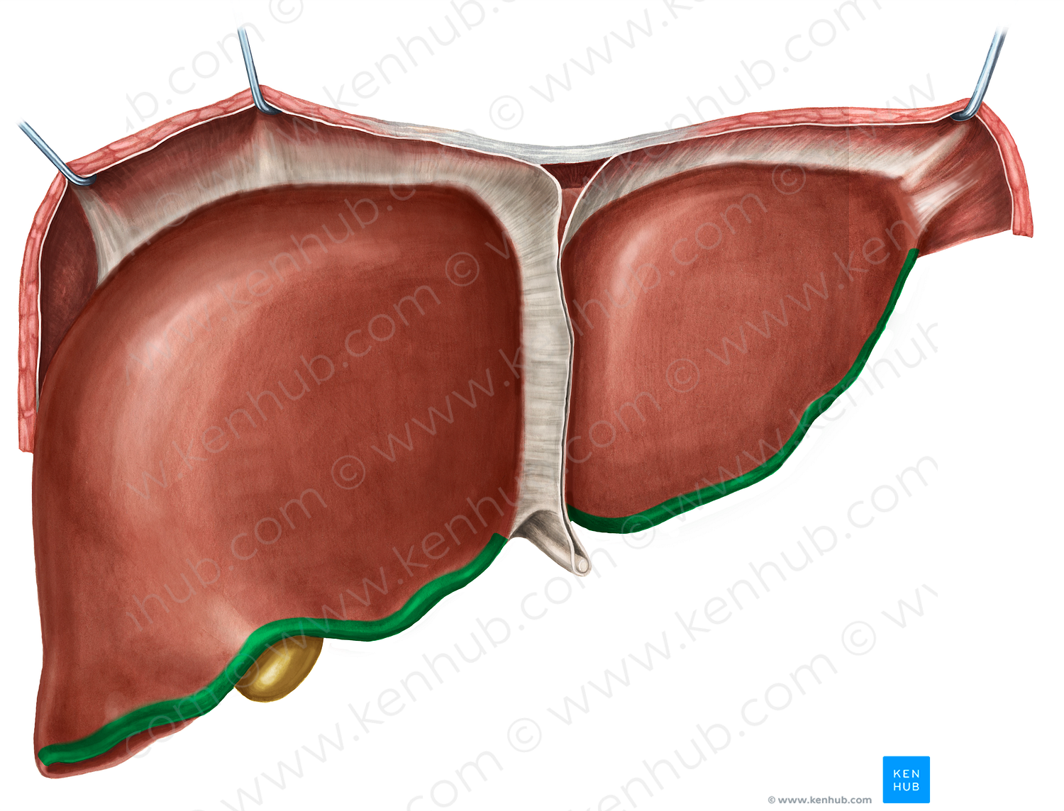 Inferior border of liver (#4924)