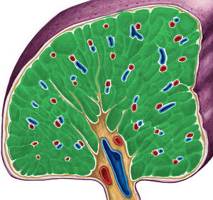 Splenic pulp (#8405)