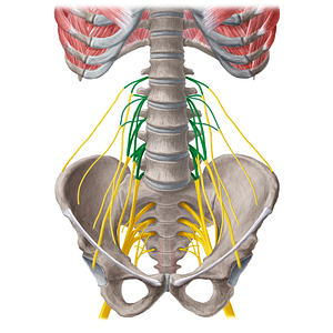 Lumbar plexus (#21570)