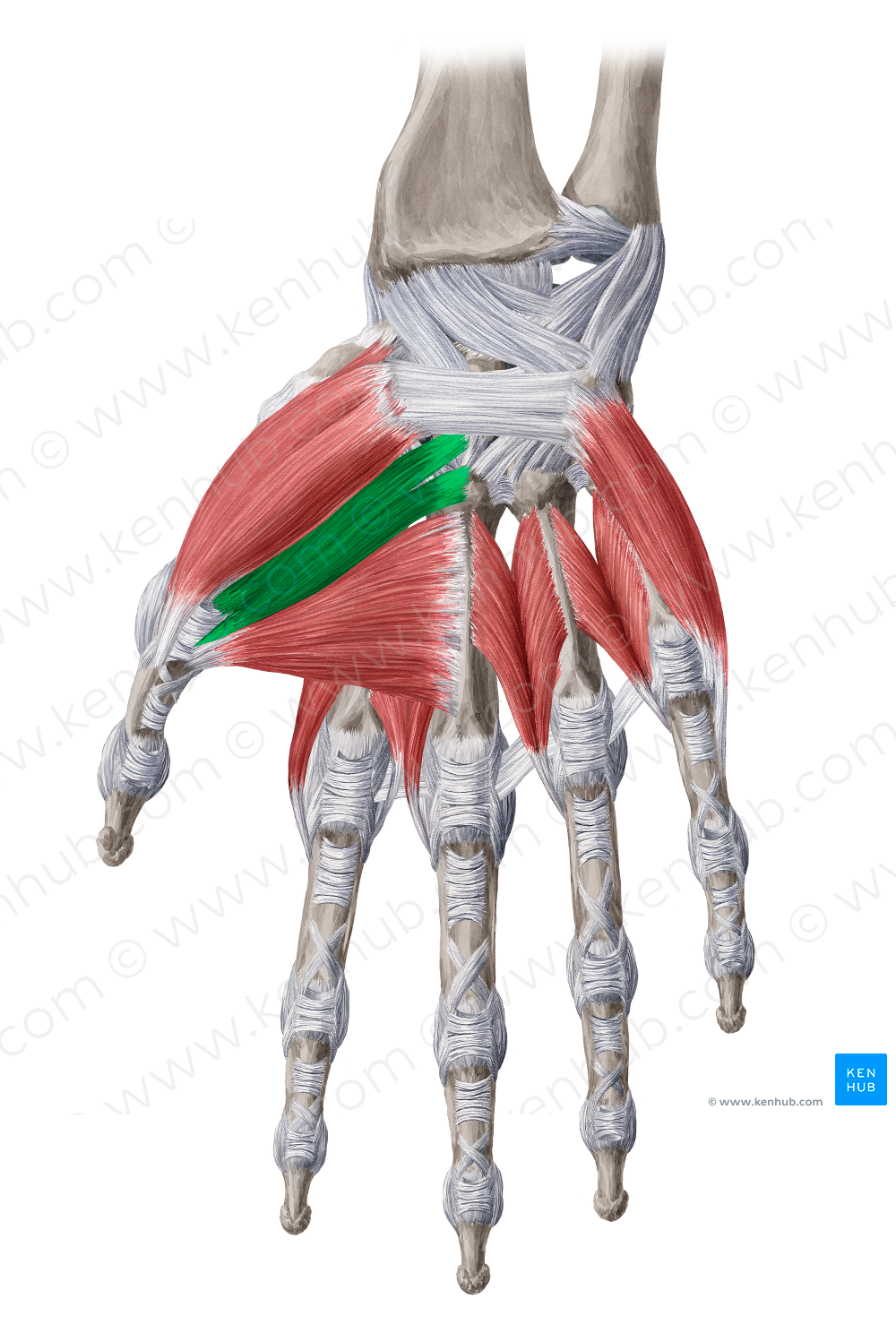 Oblique head of adductor pollicis muscle (#2424)