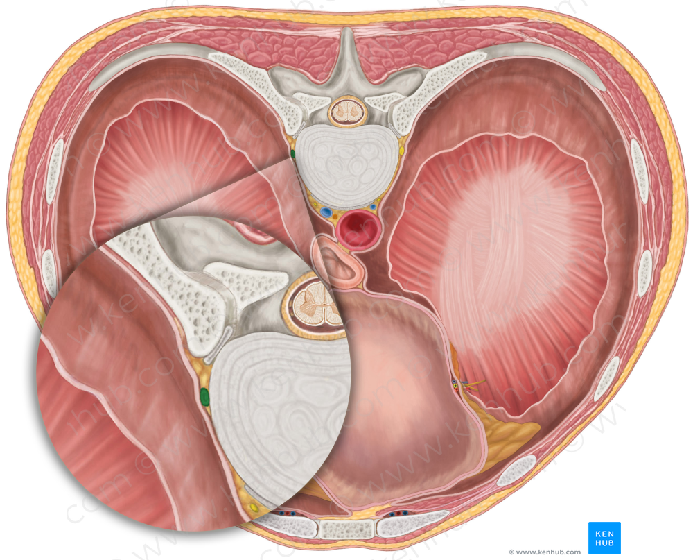 Right sympathetic trunk (#9652)