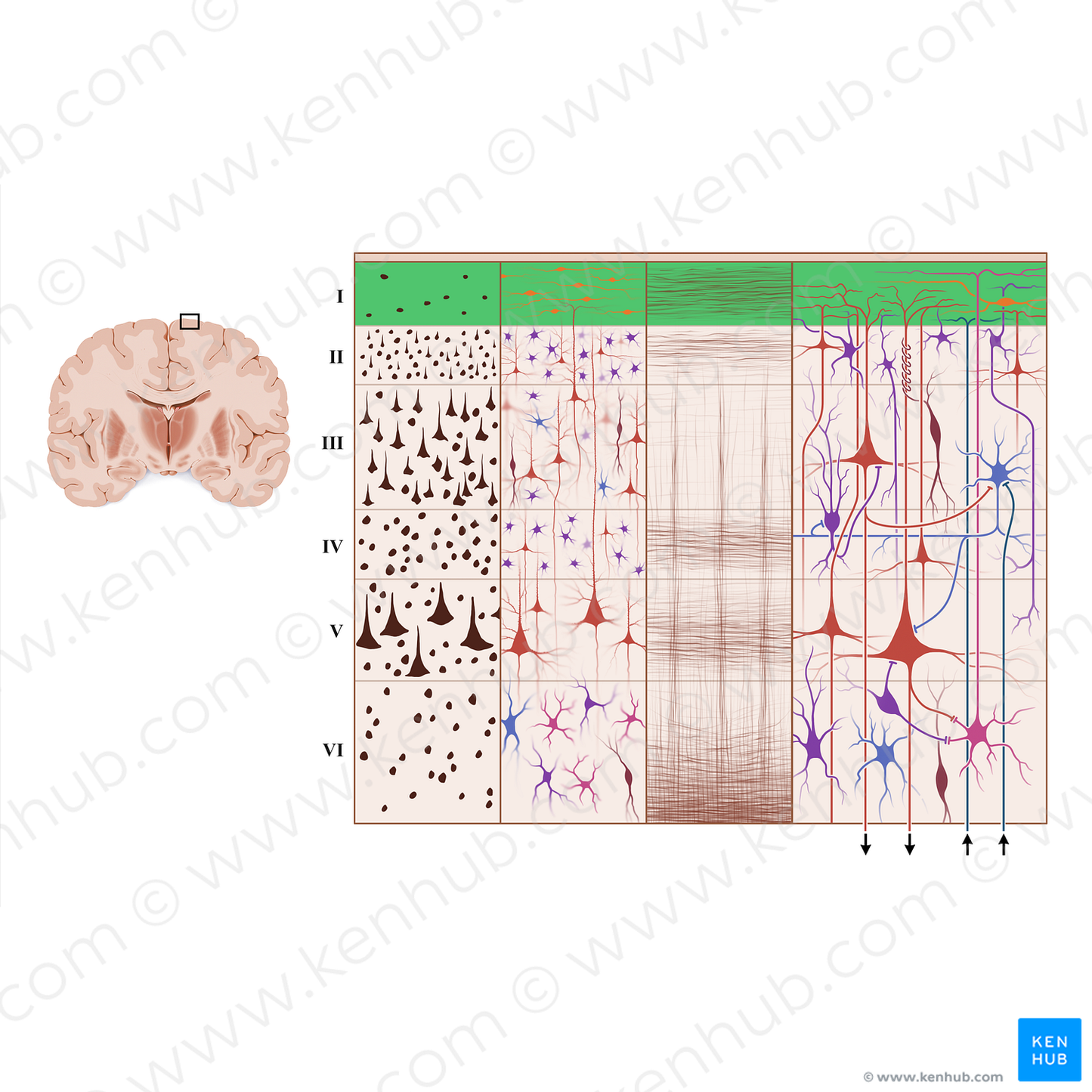 Molecular layer of cerebral cortex (#18945)