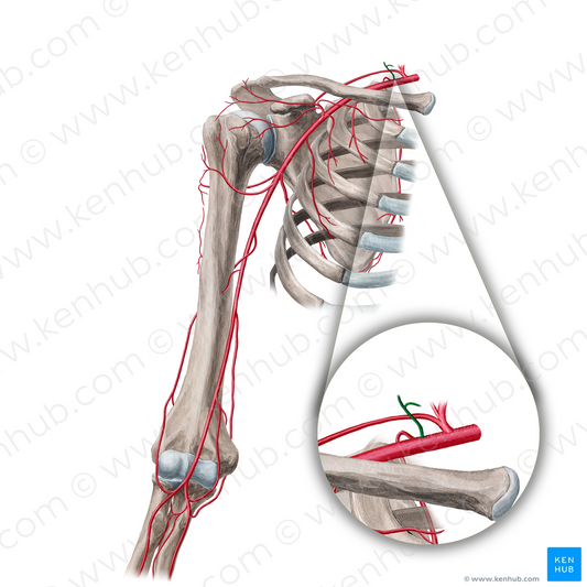 Costocervical trunk (#21659)