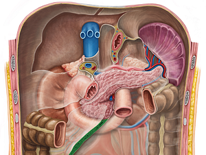 Root of mesentery (#8447)