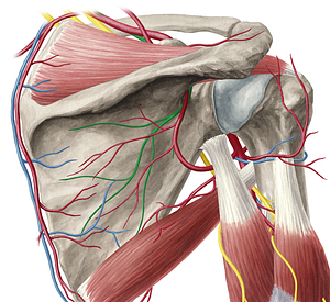 Suprascapular nerve (#6795)