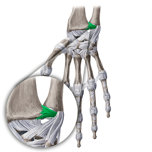 Palmar radioulnar ligament (#4610)