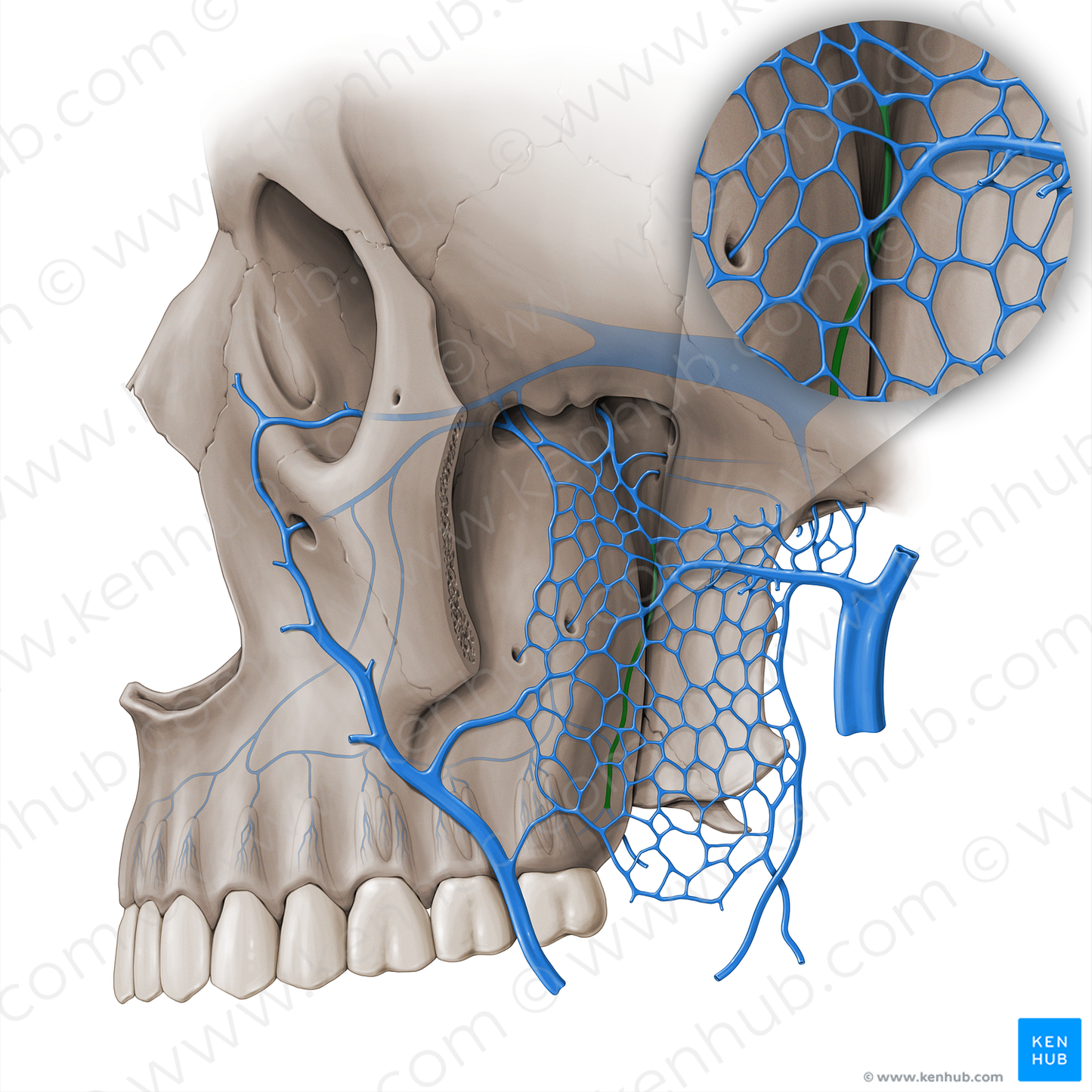 Greater palatine vein (#18451)