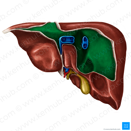 Bare area of liver (#864)
