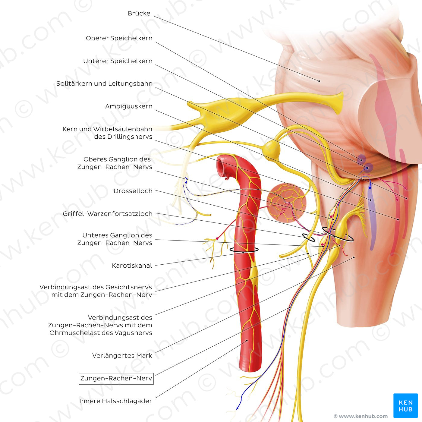Glossopharyngeal nerve (origin and proximal branches) (German)