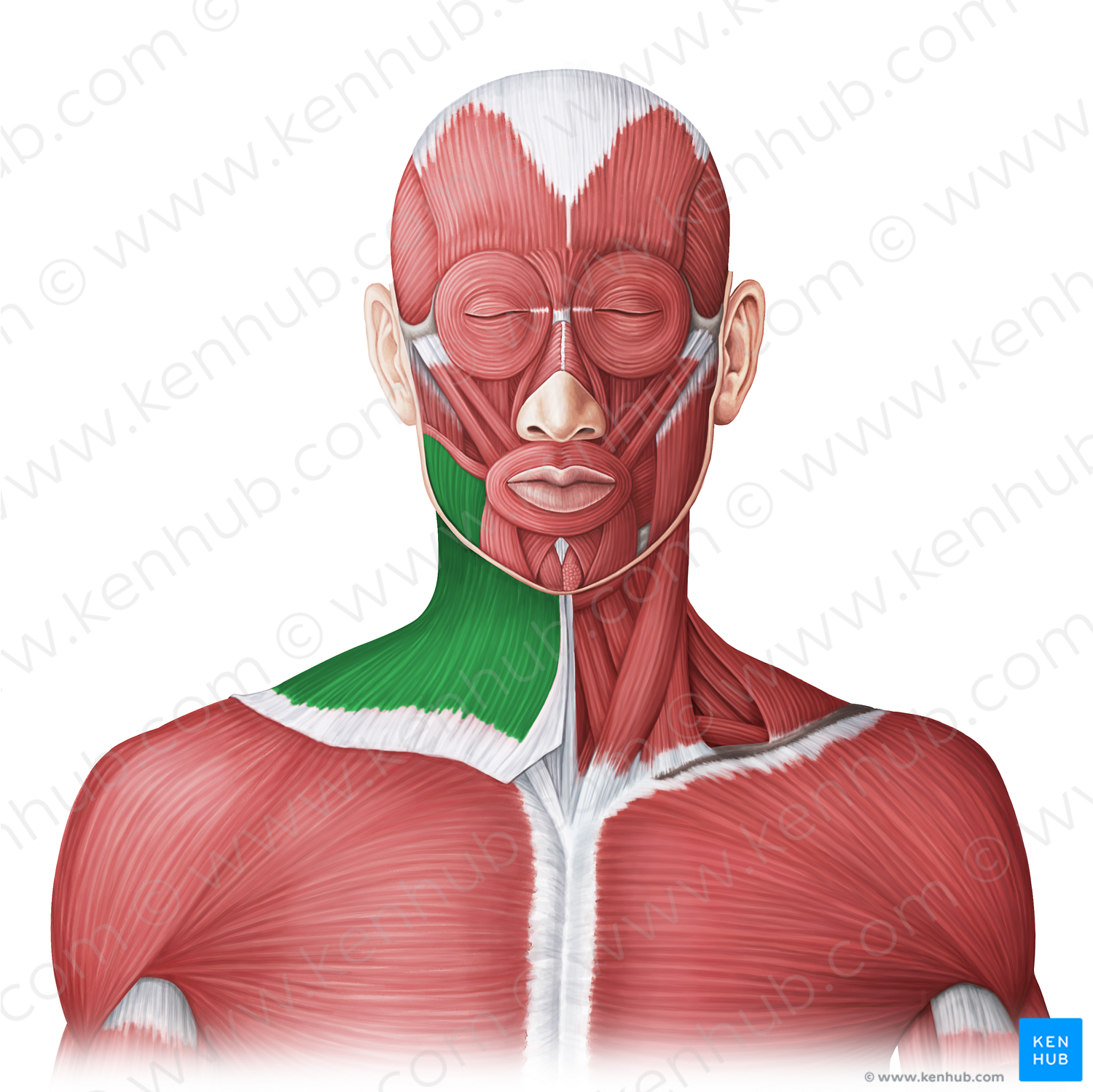 Platysma muscle (#20021)
