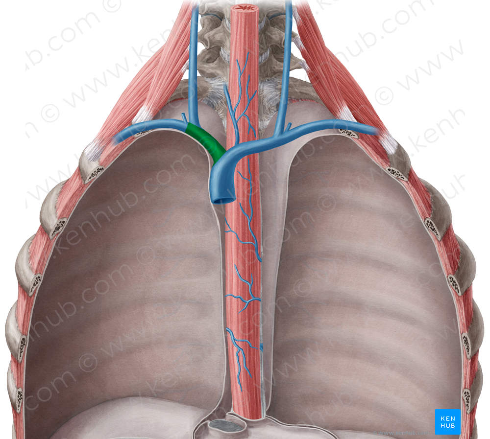 Right brachiocephalic vein (#10007)