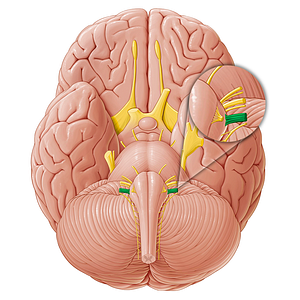 Vagus nerve (#6868)