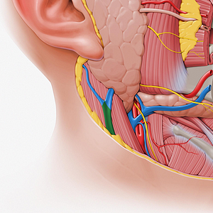 External jugular vein (#10343)