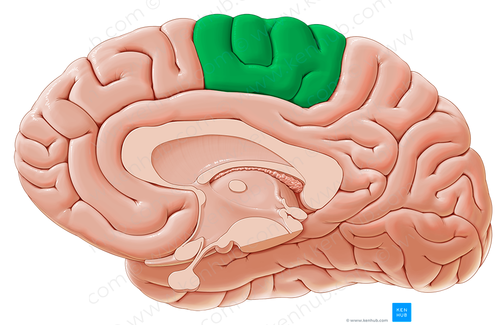 Paracentral lobule (#4759)