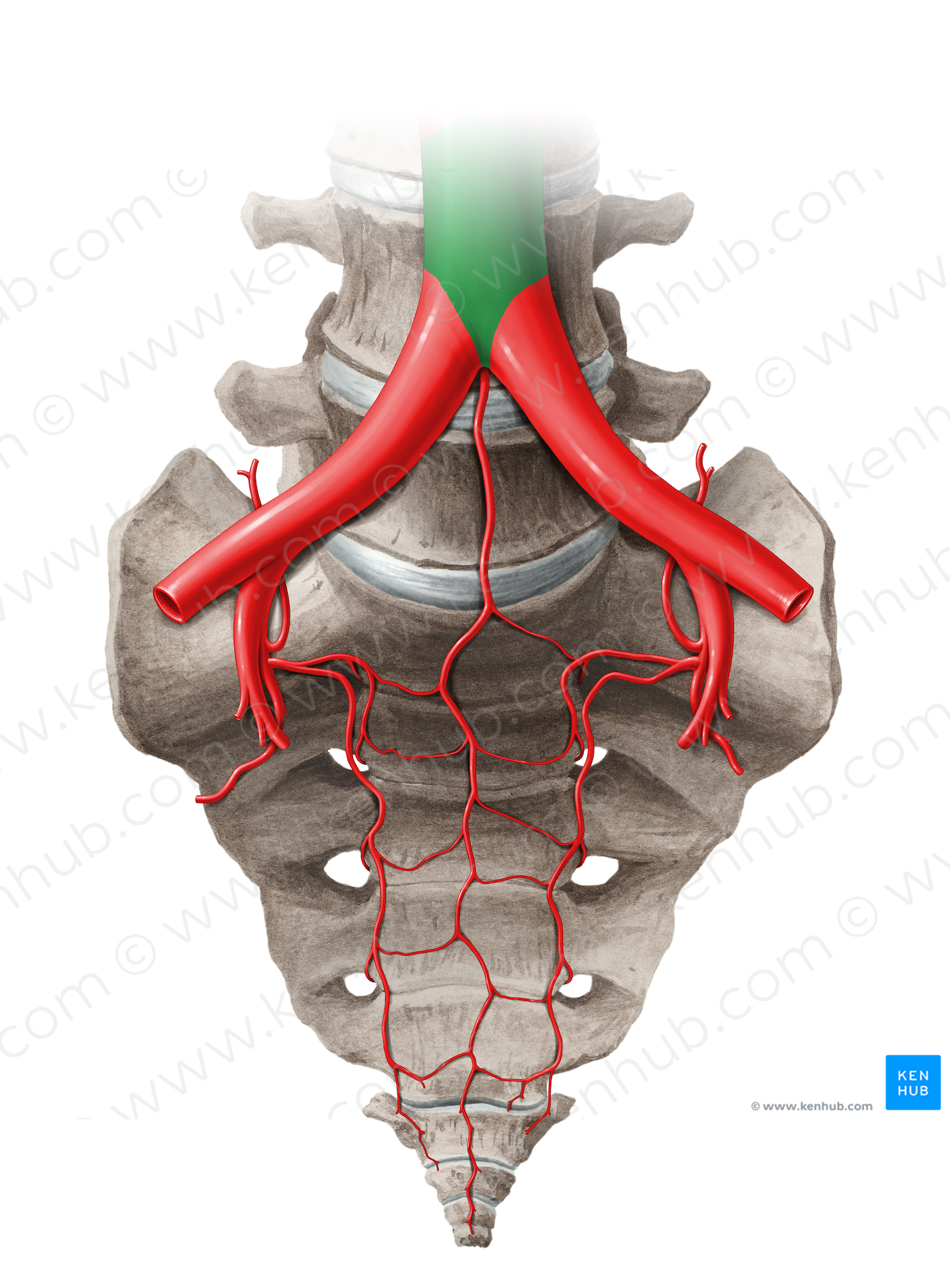 Abdominal aorta (#14051)