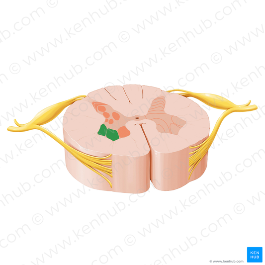 Lateral motor nuclei of spinal nerves (#12050)