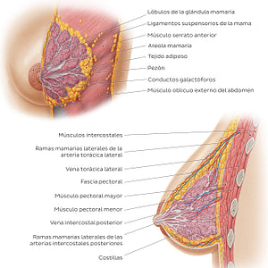 Female breast structure (Spanish)