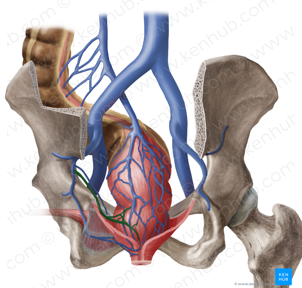 Middle anorectal veins (#10532)