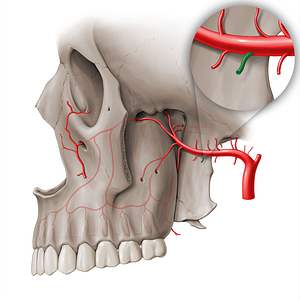 Pterygoid branches of maxillary artery (#18472)