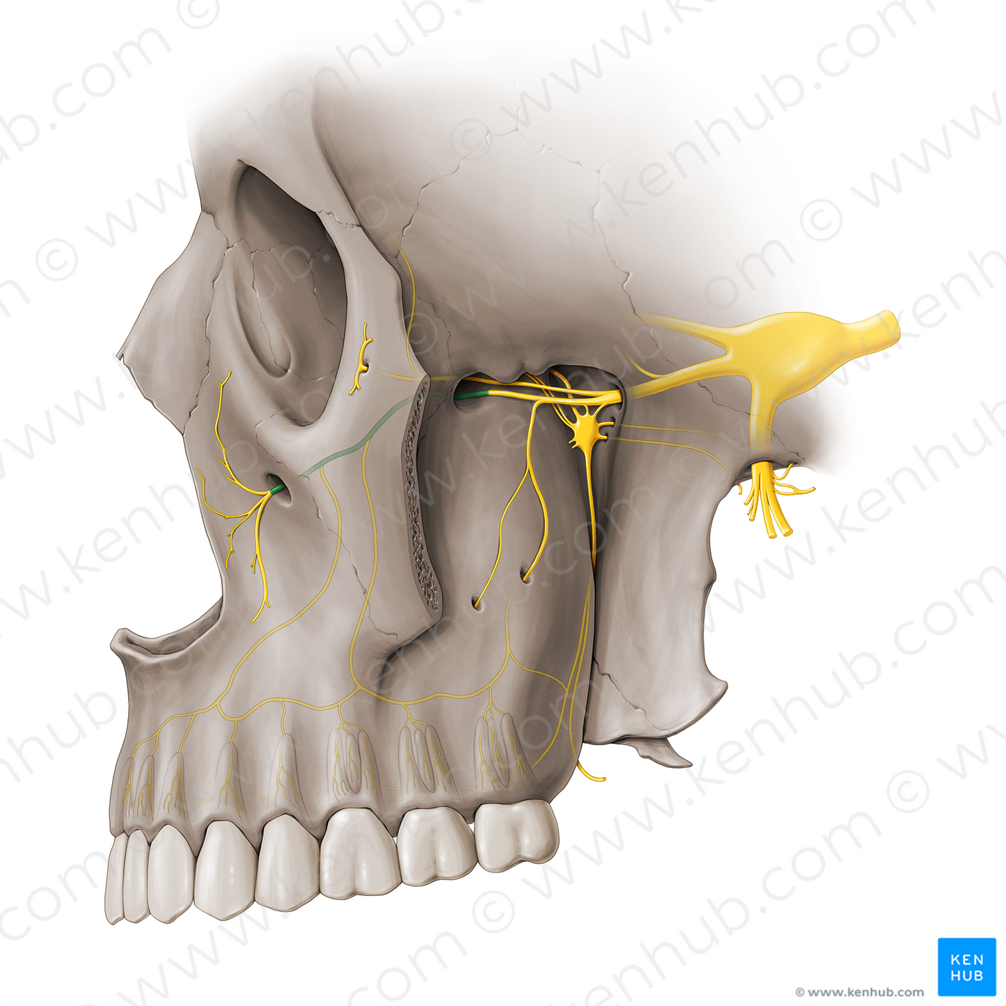 Infraorbital nerve (#18456)