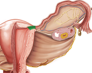 Uterine part of uterine tube (#7814)