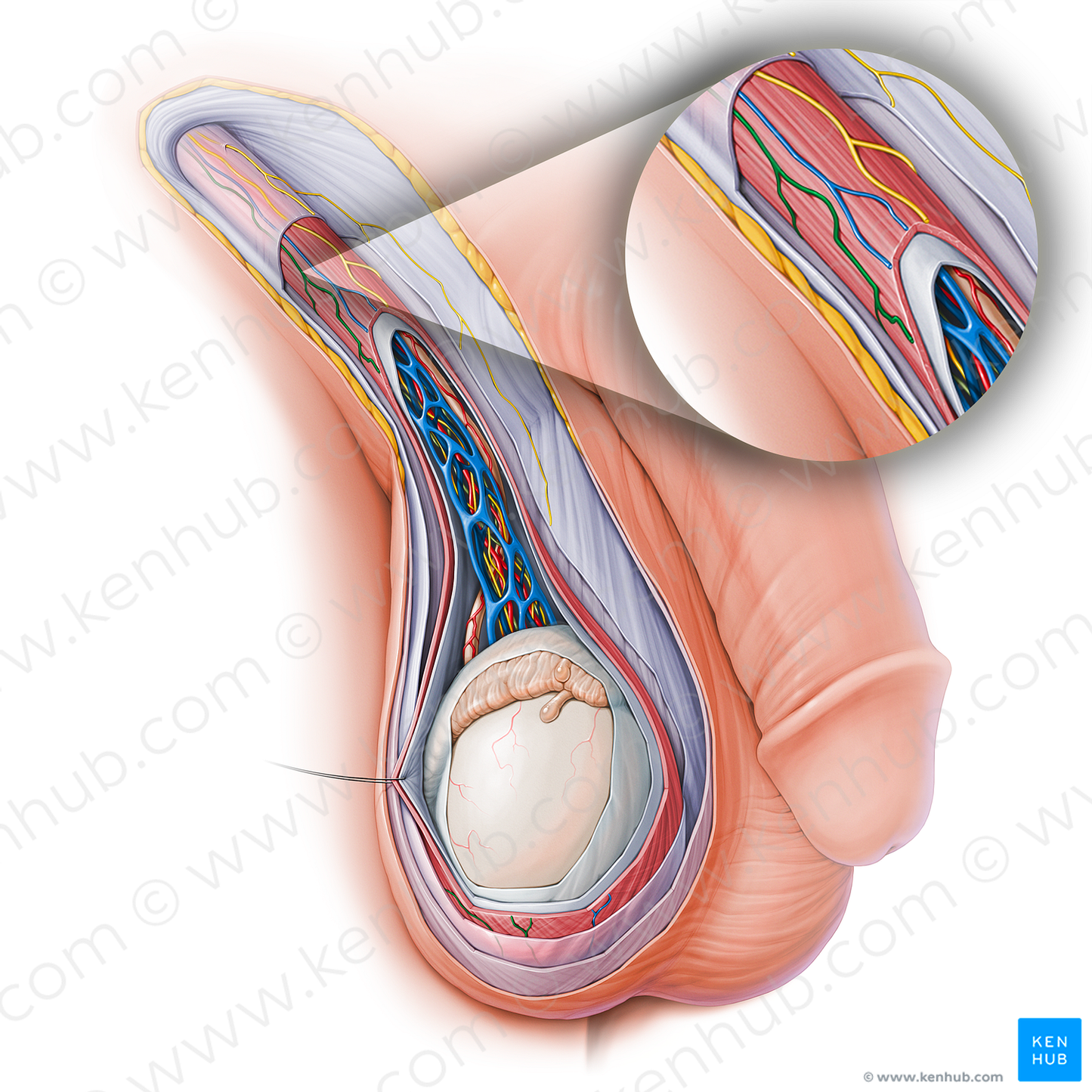 Cremasteric artery (#15129)