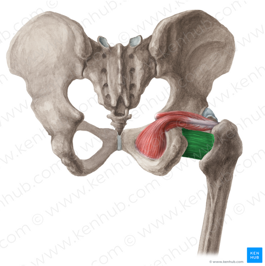 Quadratus femoris muscle (#5810)