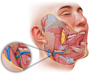Internal jugular vein (#10351)