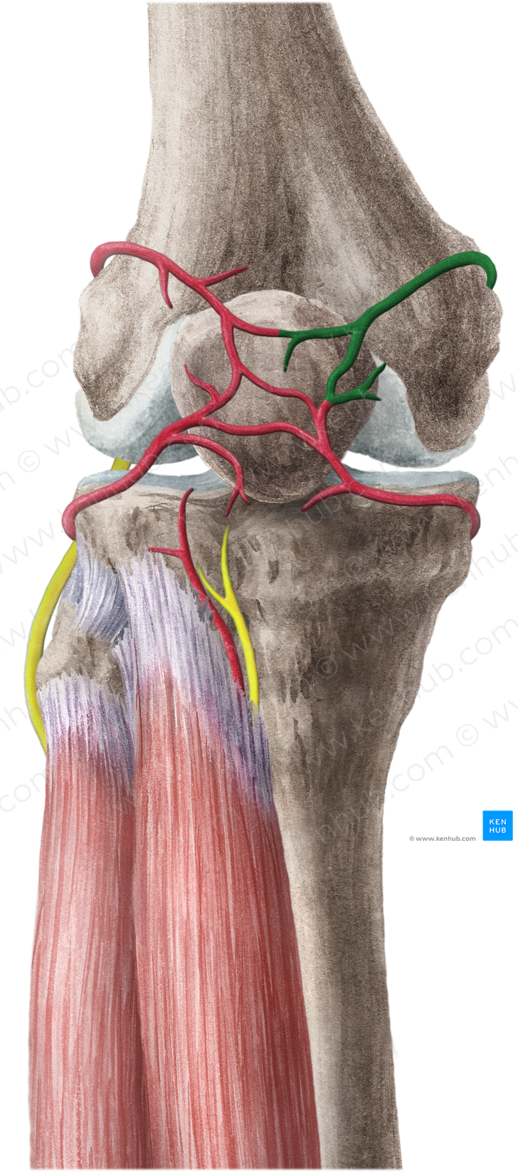 Superior medial genicular artery (#1857)