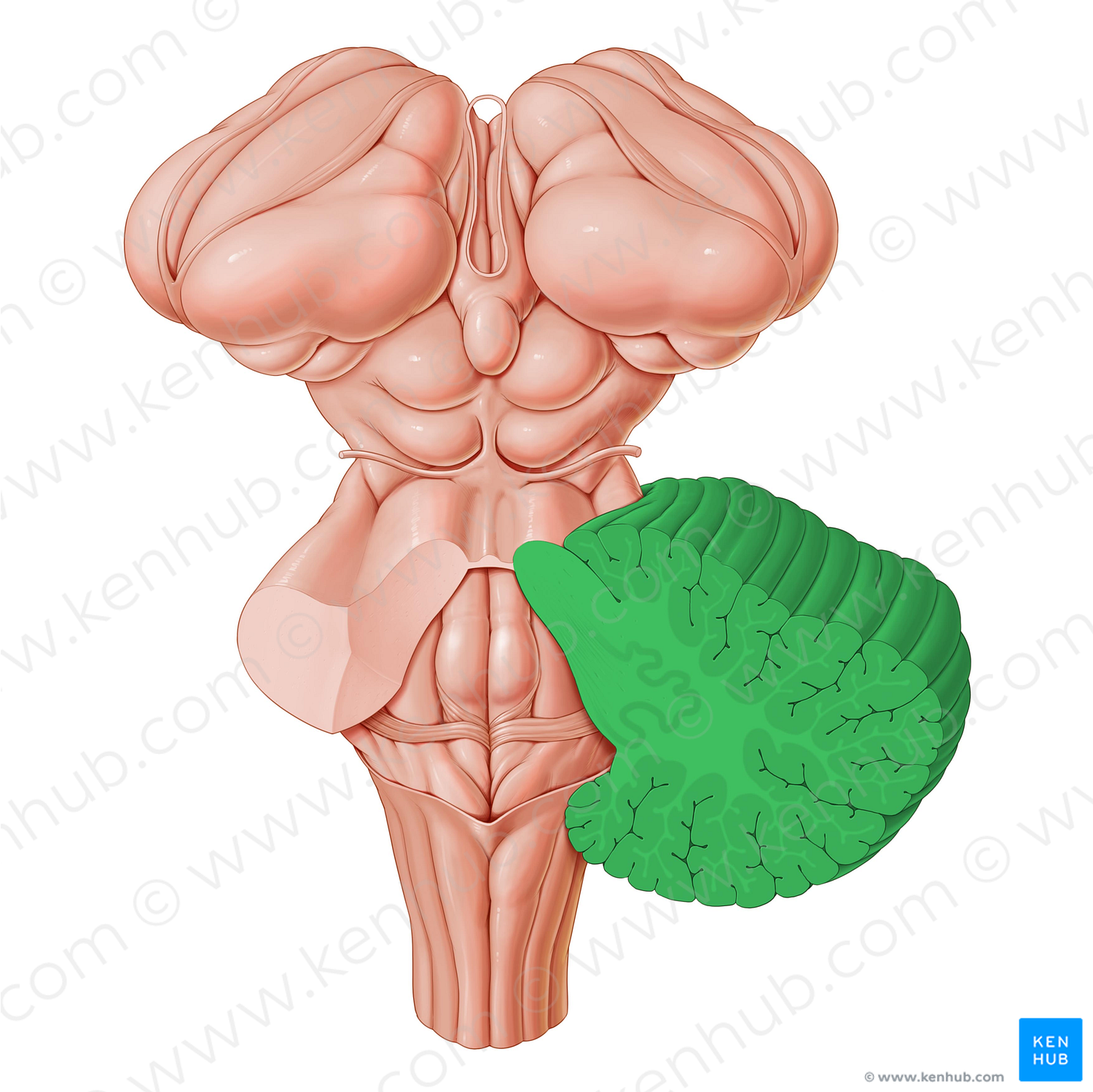 Cerebellum (#2568)