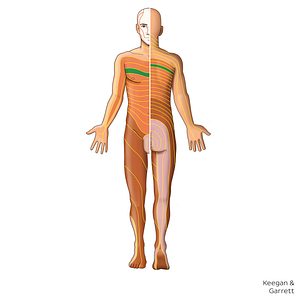 T3 dermatome (#20879)