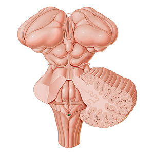 Opening of central canal of spinal cord (#21215)