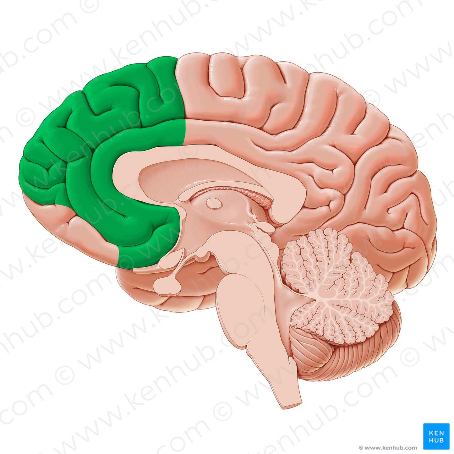 Medial region of prefrontal cortex (#20333)