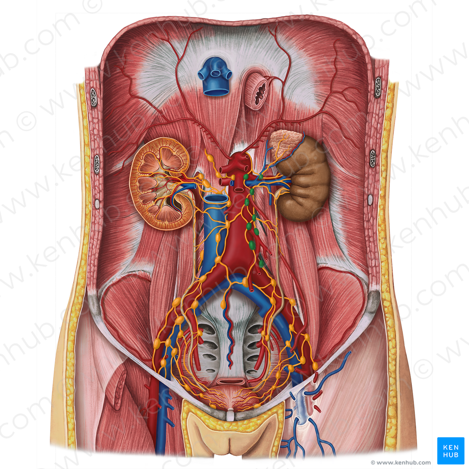 Left lumbar lymph nodes (#20143)