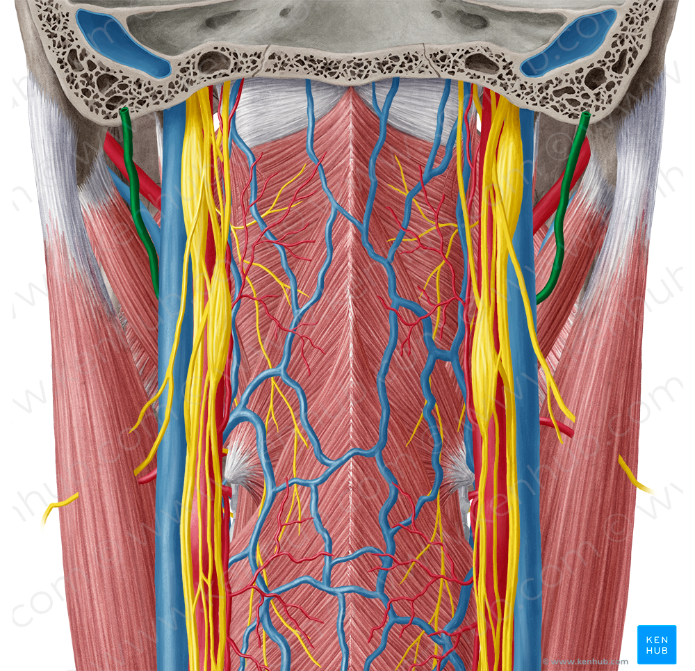 Occipital artery (#1563)