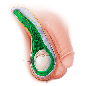 Spermatic cord (#15128)