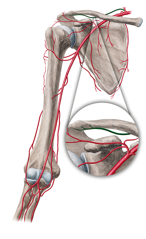 Suprascapular artery (#18861)