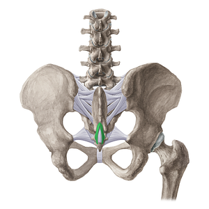 Superficial posterior sacrococcygeal ligament (#21506)