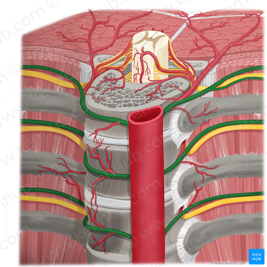 Posterior intercostal artery (#1156)