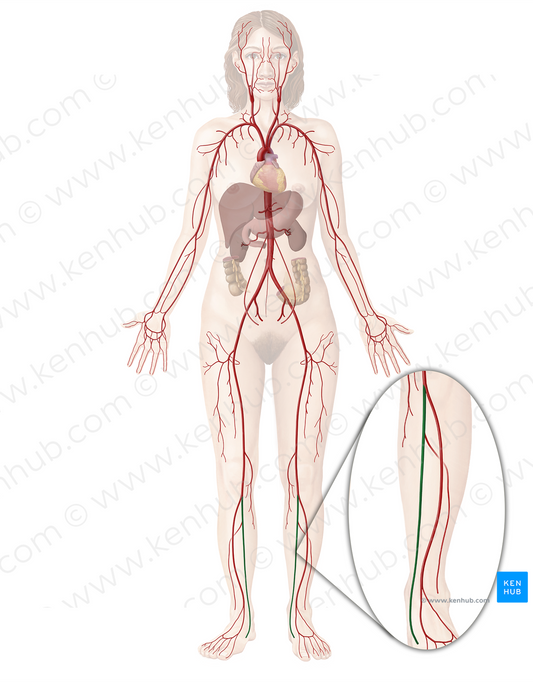 Posterior tibial artery (#1942)