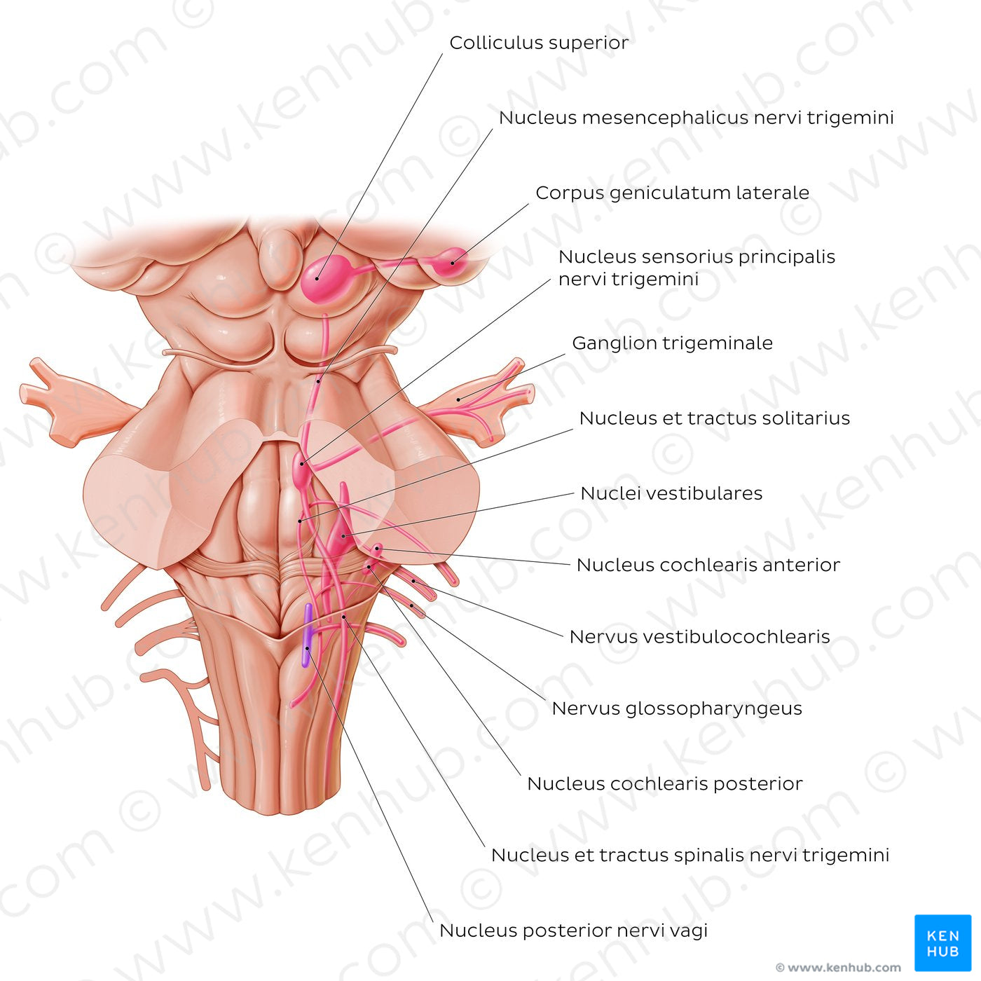 Cranial nerve nuclei - posterior view (afferent) (Latin)