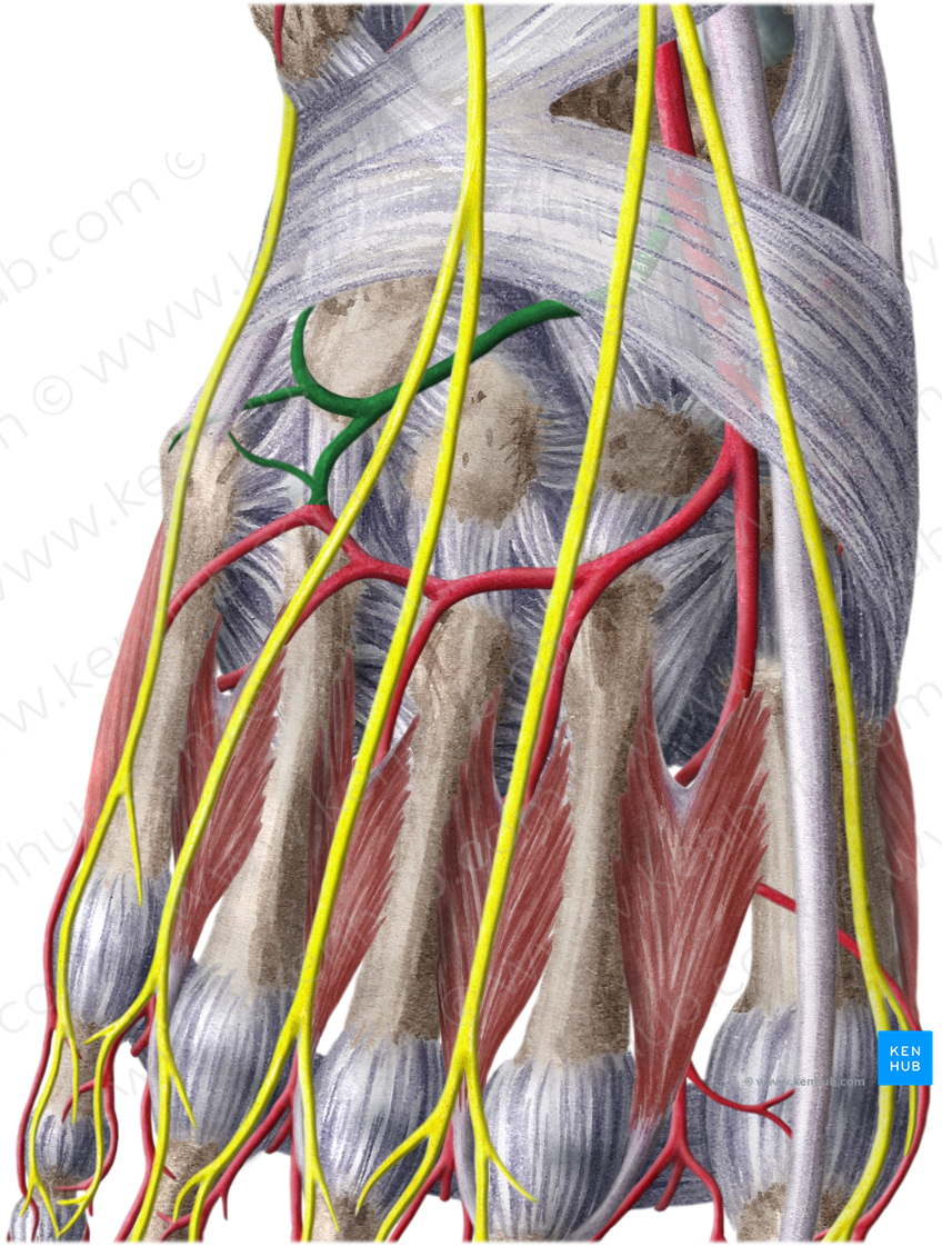 Lateral tarsal artery (#1883)