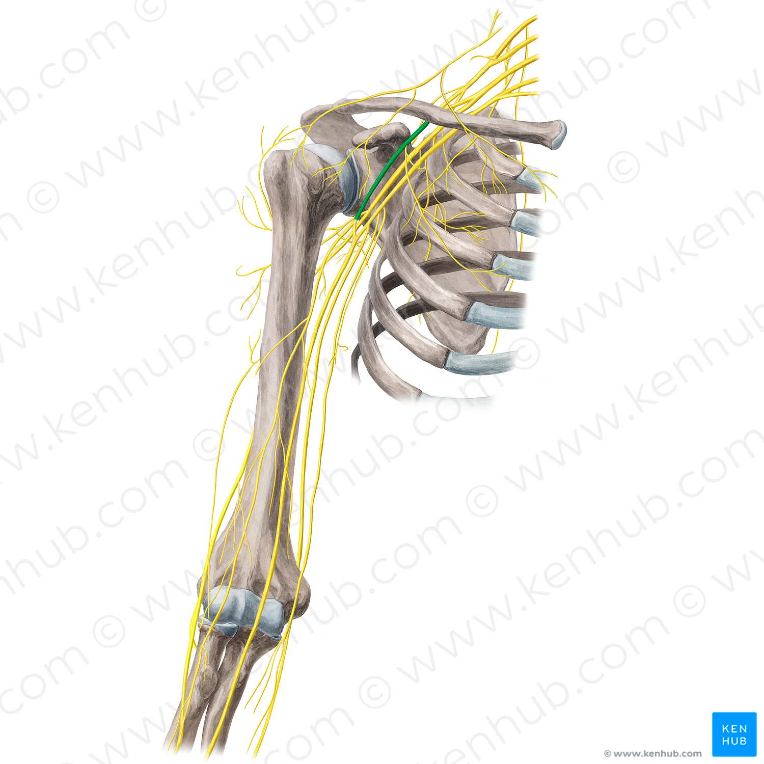 Lateral cord of brachial plexus (#3604)