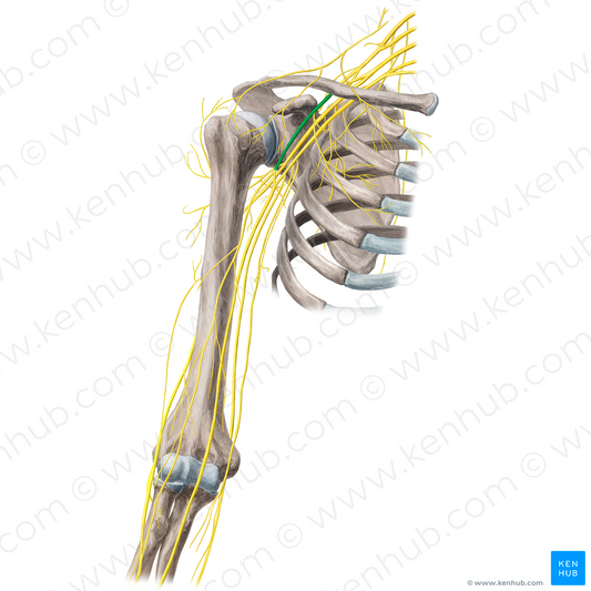 Lateral cord of brachial plexus (#3604)