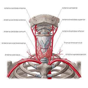 Arteries of the thyroid gland (Portuguese)