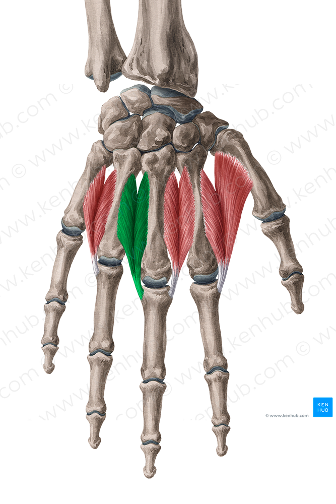 3rd dorsal interosseous muscle of hand (#5493)