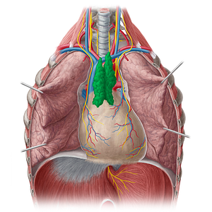 Thymus (#9448)