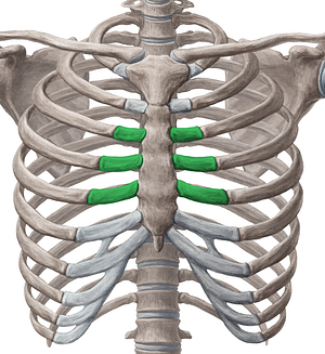 Costal cartilages of 3rd-5th ribs (#2467)