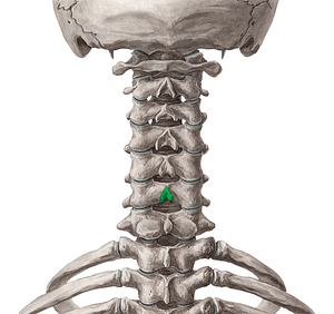 Spinous process of vertebra C6 (#8294)