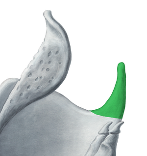 Superior horn of thyroid cartilage (#2875)